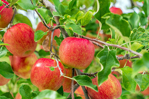 農作物の盗難防止